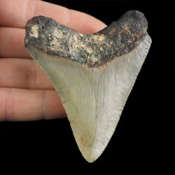 SKAMIENIAŁY ZĄB REKINA - MEGALODON - 79 mm - FLORYDA, USA