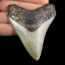 SKAMIENIAŁY ZĄB REKINA - MEGALODON - 79 mm - FLORYDA, USA