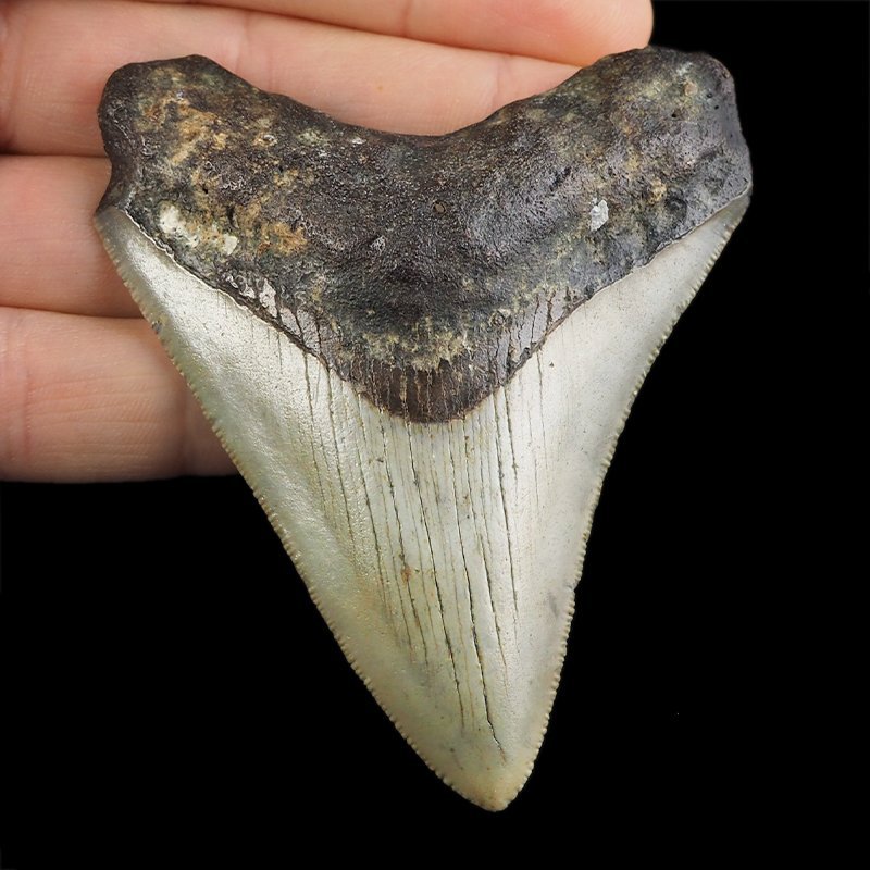 SKAMIENIAŁY ZĄB REKINA - MEGALODON - 79 mm - FLORYDA, USA
