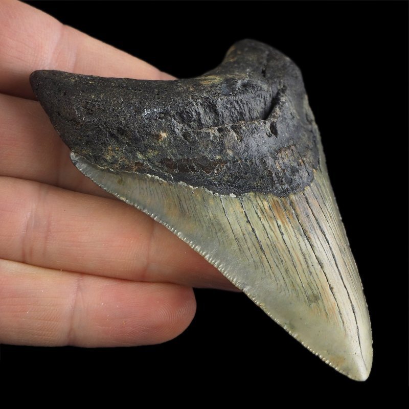 SKAMIENIAŁY ZĄB REKINA - MEGALODON - 90 mm - FLORYDA, USA