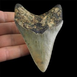 SKAMIENIAŁY ZĄB REKINA - MEGALODON - 90 mm - FLORYDA, USA