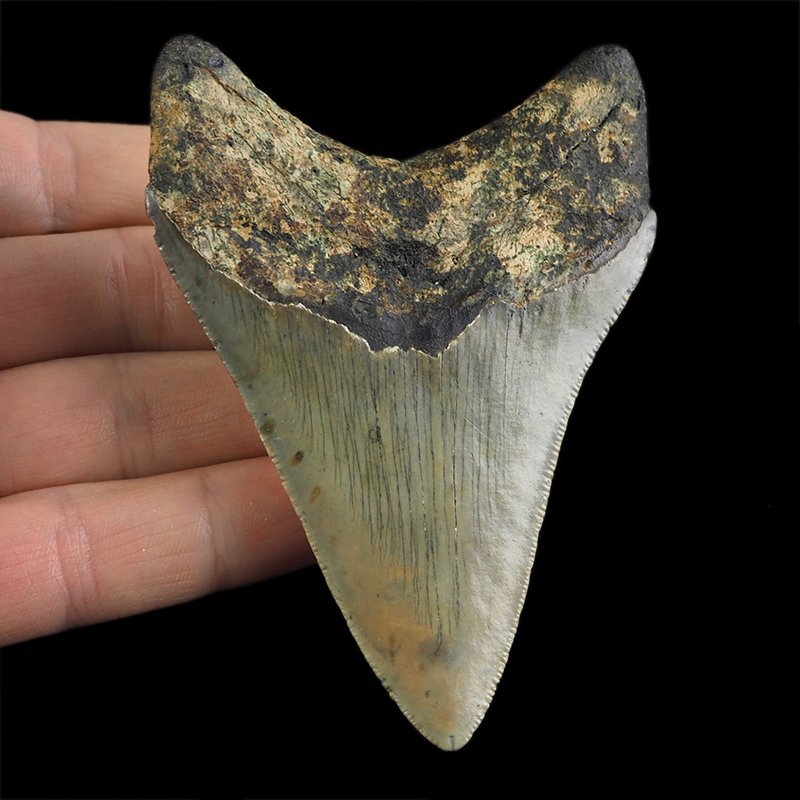 SKAMIENIAŁY ZĄB REKINA - MEGALODON - 90 mm - FLORYDA, USA