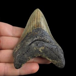 SKAMIENIAŁY ZĄB REKINA - MEGALODON - 90 mm - FLORYDA, USA