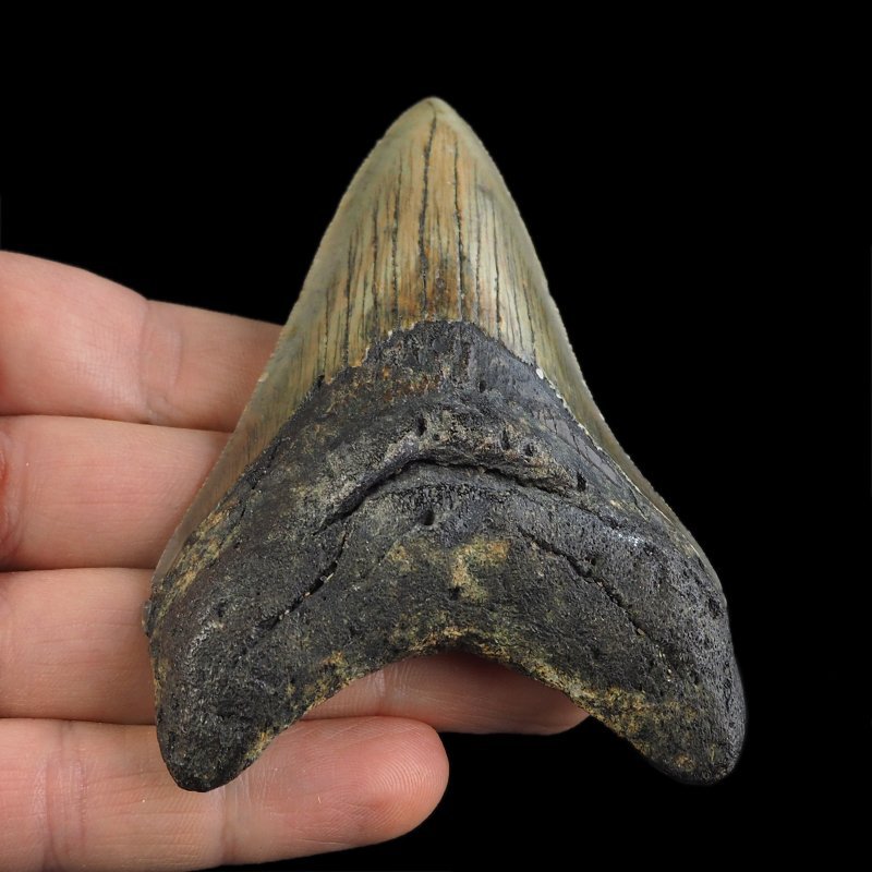 SKAMIENIAŁY ZĄB REKINA - MEGALODON - 90 mm - FLORYDA, USA