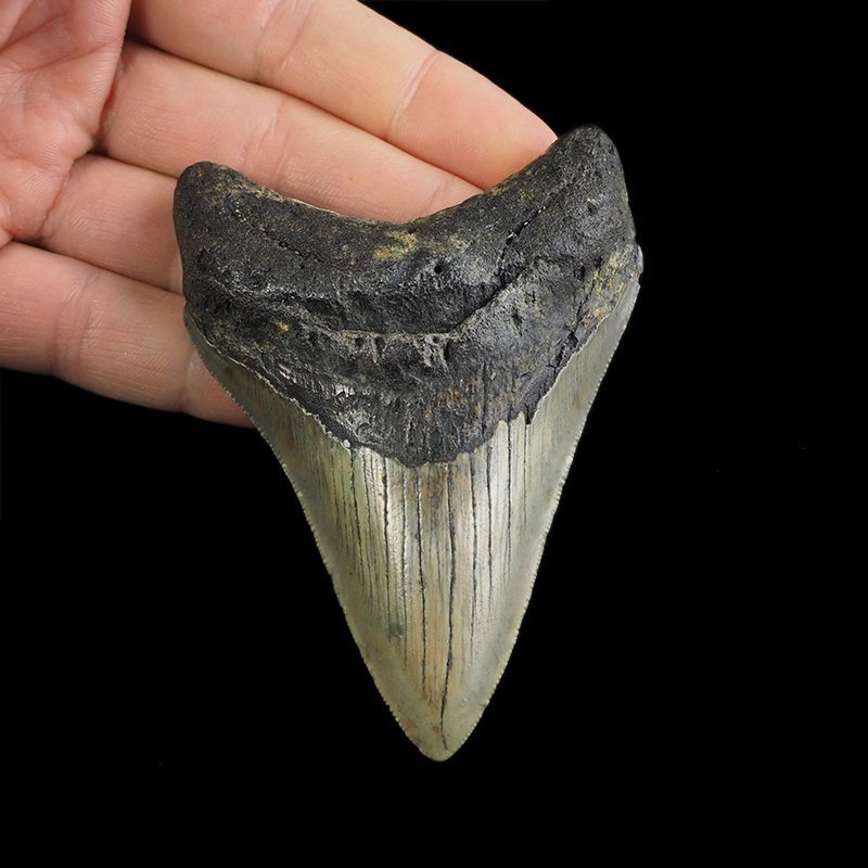 SKAMIENIAŁY ZĄB REKINA - MEGALODON - 90 mm - FLORYDA, USA