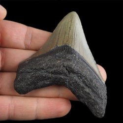 SKAMIENIAŁY ZĄB REKINA - MEGALODON - 76 mm - FLORYDA, USA