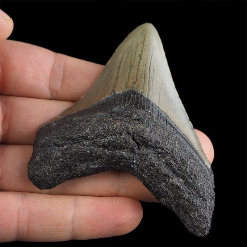 SKAMIENIAŁY ZĄB REKINA - MEGALODON - 76 mm - FLORYDA, USA