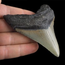 SKAMIENIAŁY ZĄB REKINA - MEGALODON - 76 mm - FLORYDA, USA