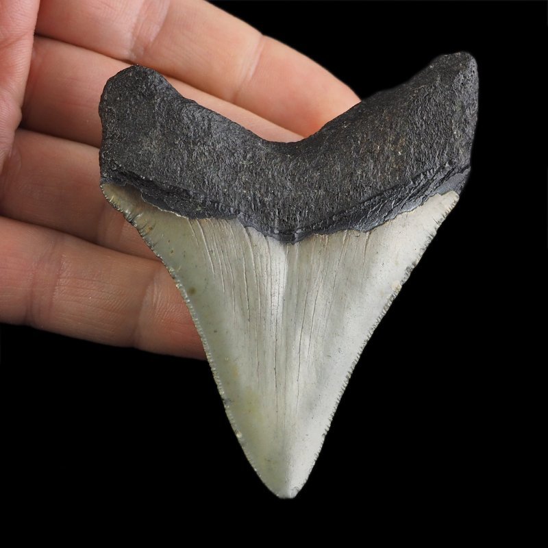 SKAMIENIAŁY ZĄB REKINA - MEGALODON - 76 mm - FLORYDA, USA