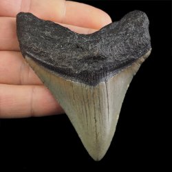 SKAMIENIAŁY ZĄB REKINA - MEGALODON - 76 mm - FLORYDA, USA