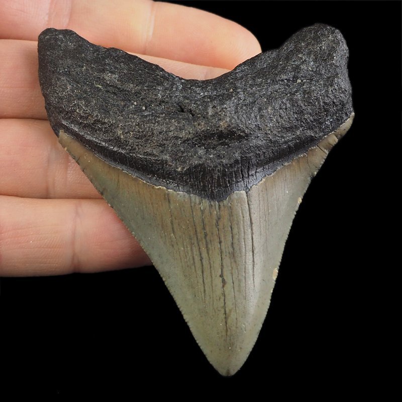 SKAMIENIAŁY ZĄB REKINA - MEGALODON - 76 mm - FLORYDA, USA