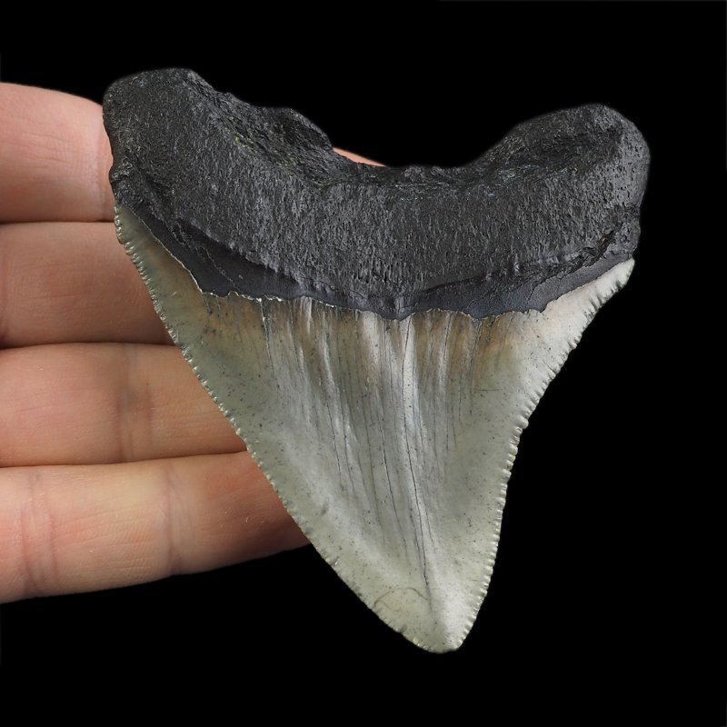 SKAMIENIAŁY ZĄB REKINA - MEGALODON - 78 mm - FLORYDA, USA