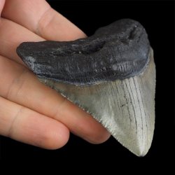 SKAMIENIAŁY ZĄB REKINA - MEGALODON - 78 mm - FLORYDA, USA