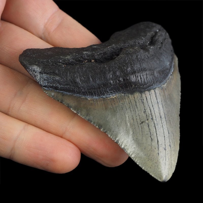 SKAMIENIAŁY ZĄB REKINA - MEGALODON - 78 mm - FLORYDA, USA