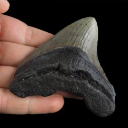 SKAMIENIAŁY ZĄB REKINA - MEGALODON - 78 mm - FLORYDA, USA