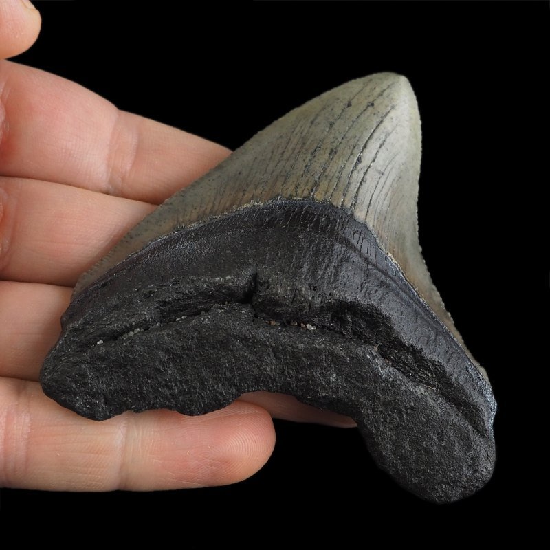 SKAMIENIAŁY ZĄB REKINA - MEGALODON - 78 mm - FLORYDA, USA