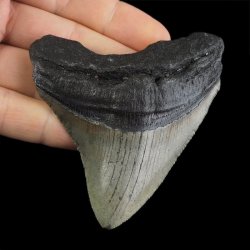 SKAMIENIAŁY ZĄB REKINA - MEGALODON - 78 mm - FLORYDA, USA