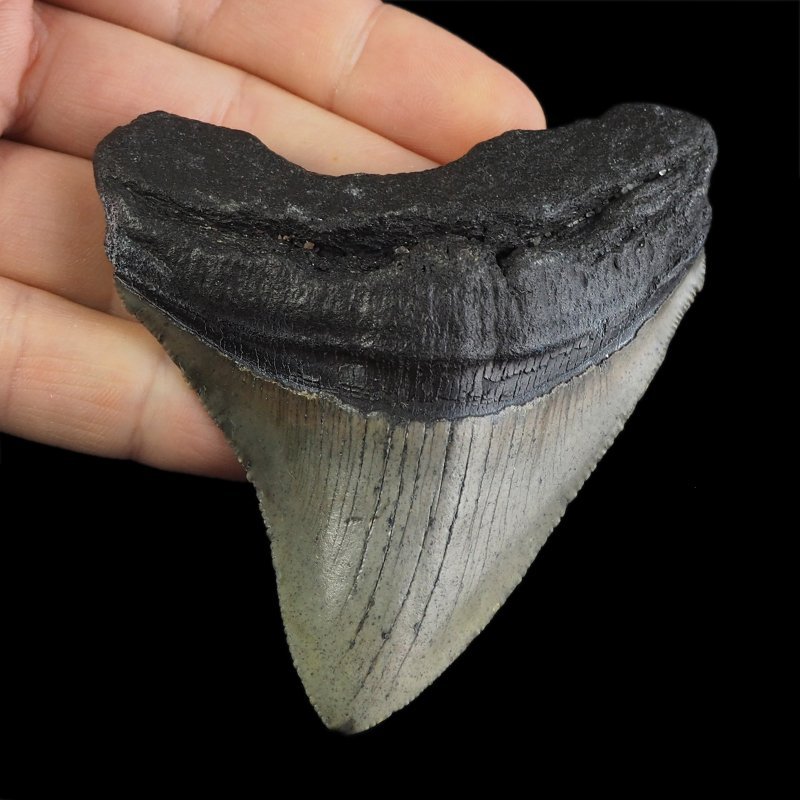 SKAMIENIAŁY ZĄB REKINA - MEGALODON - 78 mm - FLORYDA, USA