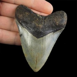 SKAMIENIAŁY ZĄB REKINA - MEGALODON - 79 mm - FLORYDA, USA
