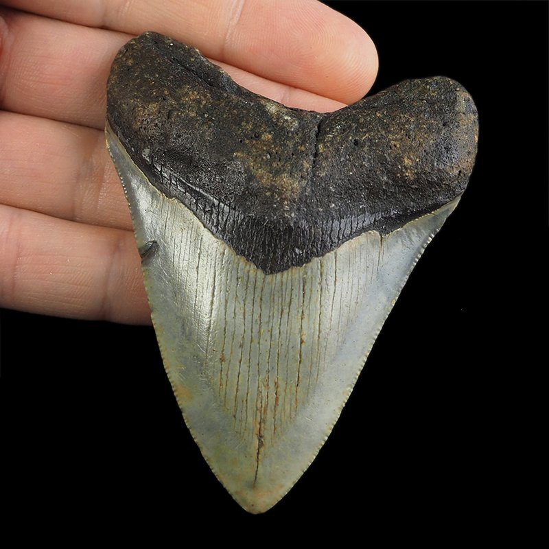 SKAMIENIAŁY ZĄB REKINA - MEGALODON - 79 mm - FLORYDA, USA