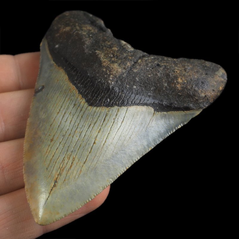 SKAMIENIAŁY ZĄB REKINA - MEGALODON - 79 mm - FLORYDA, USA