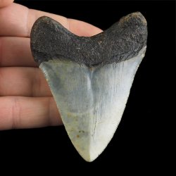 SKAMIENIAŁY ZĄB REKINA - MEGALODON - 79 mm - FLORYDA, USA