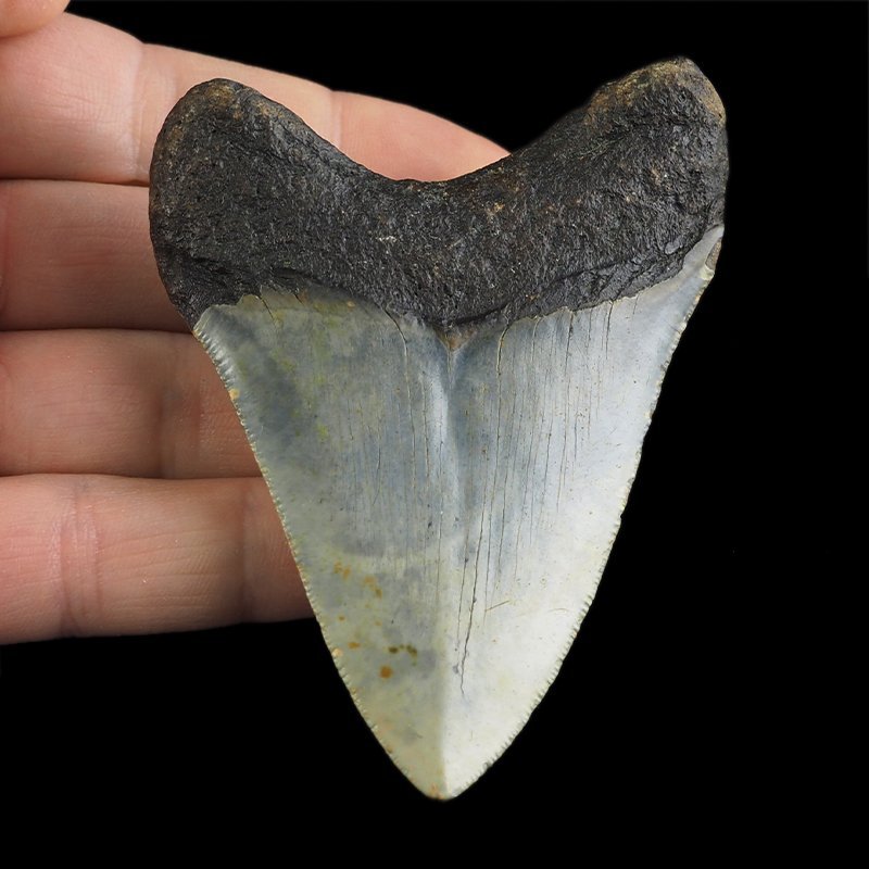 SKAMIENIAŁY ZĄB REKINA - MEGALODON - 79 mm - FLORYDA, USA