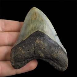 SKAMIENIAŁY ZĄB REKINA - MEGALODON - 79 mm - FLORYDA, USA