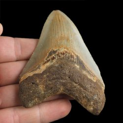 SKAMIENIAŁY ZĄB REKINA - MEGALODON - 85 mm - FLORYDA, USA