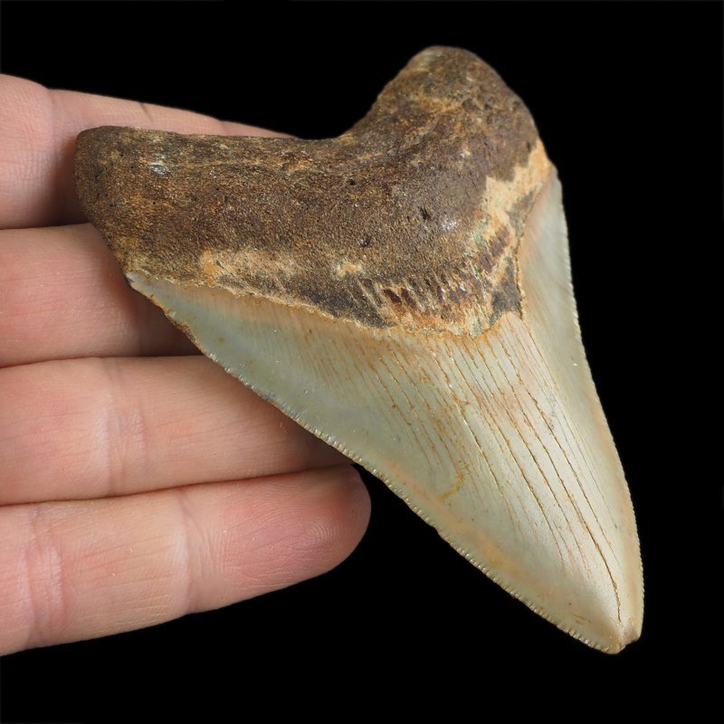 SKAMIENIAŁY ZĄB REKINA - MEGALODON - 85 mm - FLORYDA, USA
