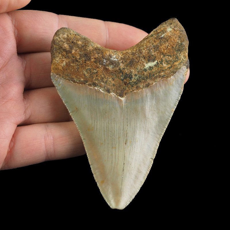 SKAMIENIAŁY ZĄB REKINA - MEGALODON - 85 mm - FLORYDA, USA