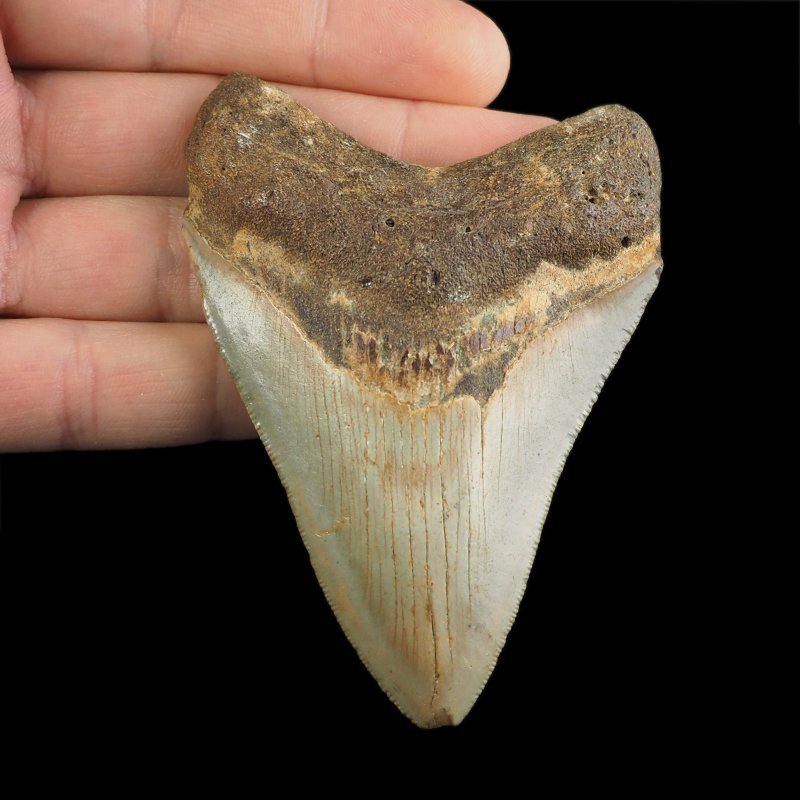SKAMIENIAŁY ZĄB REKINA - MEGALODON - 85 mm - FLORYDA, USA