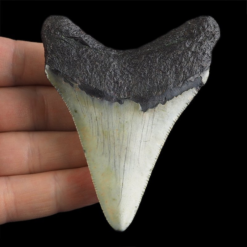 SKAMIENIAŁY ZĄB REKINA - MEGALODON - 81 mm - FLORYDA, USA