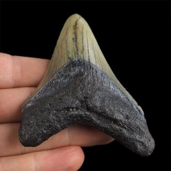SKAMIENIAŁY ZĄB REKINA - MEGALODON - 81 mm - FLORYDA, USA