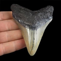 SKAMIENIAŁY ZĄB REKINA - MEGALODON - 81 mm - FLORYDA, USA