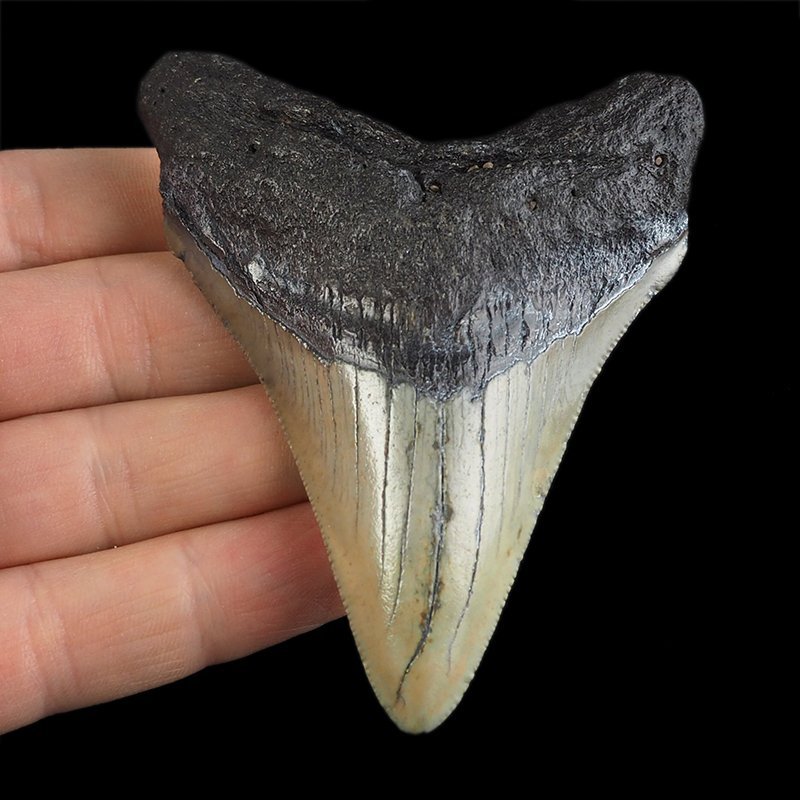 SKAMIENIAŁY ZĄB REKINA - MEGALODON - 81 mm - FLORYDA, USA