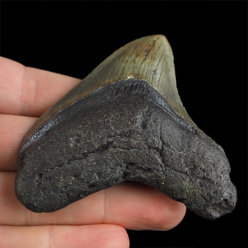 SKAMIENIAŁY ZĄB REKINA - MEGALODON - 72 mm - FLORYDA, USA