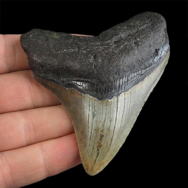 SKAMIENIAŁY ZĄB REKINA - MEGALODON - 72 mm - FLORYDA, USA