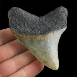SKAMIENIAŁY ZĄB REKINA - MEGALODON - 72 mm - FLORYDA, USA