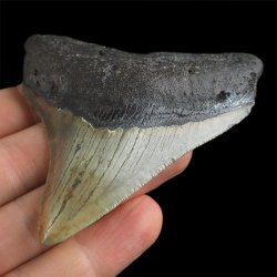 SKAMIENIAŁY ZĄB REKINA - MEGALODON - 72 mm - FLORYDA, USA