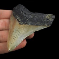 SKAMIENIAŁY ZĄB REKINA - MEGALODON - 76 mm - FLORYDA, USA