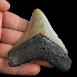 SKAMIENIAŁY ZĄB REKINA - MEGALODON - 76 mm - FLORYDA, USA