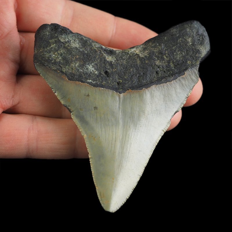 SKAMIENIAŁY ZĄB REKINA - MEGALODON - 76 mm - FLORYDA, USA