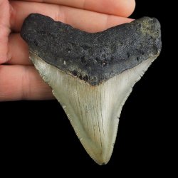 SKAMIENIAŁY ZĄB REKINA - MEGALODON - 76 mm - FLORYDA, USA