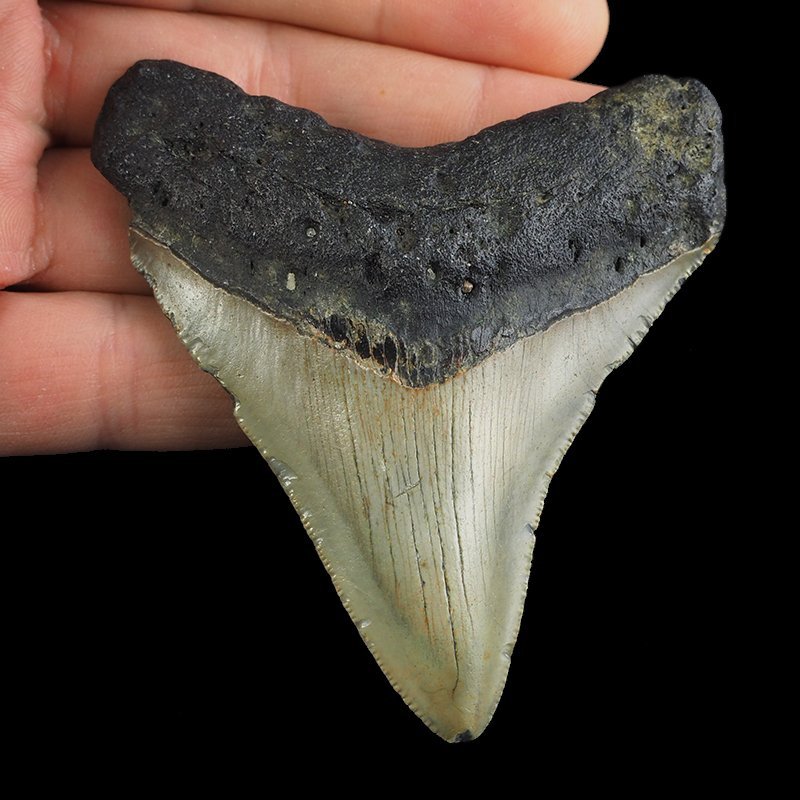 SKAMIENIAŁY ZĄB REKINA - MEGALODON - 76 mm - FLORYDA, USA