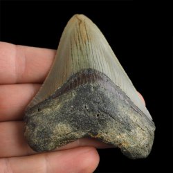 SKAMIENIAŁY ZĄB REKINA - MEGALODON - 74 mm - FLORYDA, USA