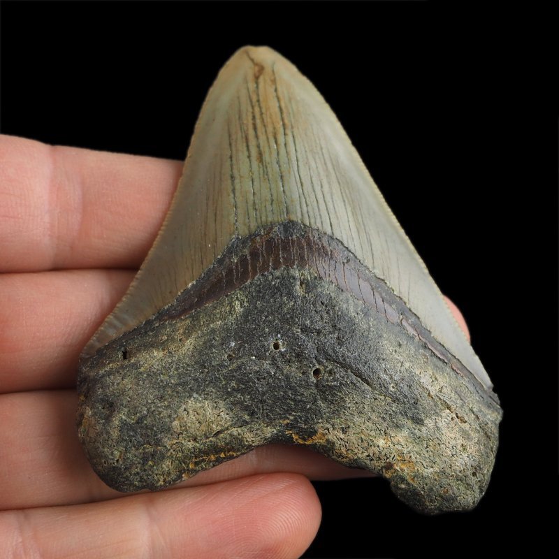SKAMIENIAŁY ZĄB REKINA - MEGALODON - 74 mm - FLORYDA, USA