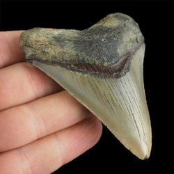 SKAMIENIAŁY ZĄB REKINA - MEGALODON - 74 mm - FLORYDA, USA