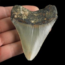 SKAMIENIAŁY ZĄB REKINA - MEGALODON - 74 mm - FLORYDA, USA