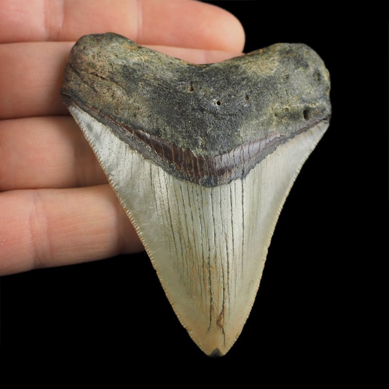 SKAMIENIAŁY ZĄB REKINA - MEGALODON - 74 mm - FLORYDA, USA